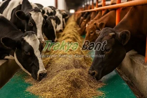 Hayvan Yemleme Bandı