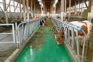 Hayvan Yemleme Konveyor Bandı